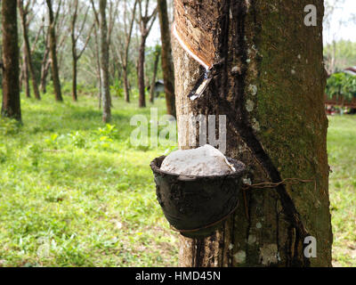 Kautschuk-Topf auf einem Baum im Kautschukplantage Stockfoto