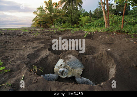 Weibliche Suppenschildkröte (Chelonia Mydas) für ihr nest bei Sonnenaufgang im Nationalpark Tortuguero, Costa Rica. Stockfoto