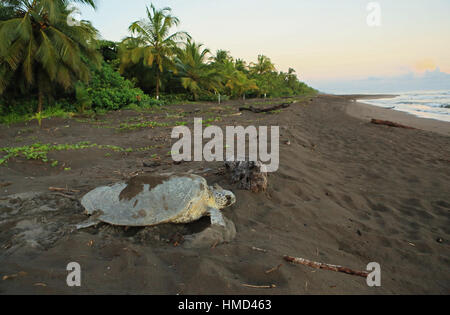 Weibliche Suppenschildkröte (Chelonia Mydas) für ihr nest bei Sonnenaufgang im Nationalpark Tortuguero, Costa Rica. Stockfoto