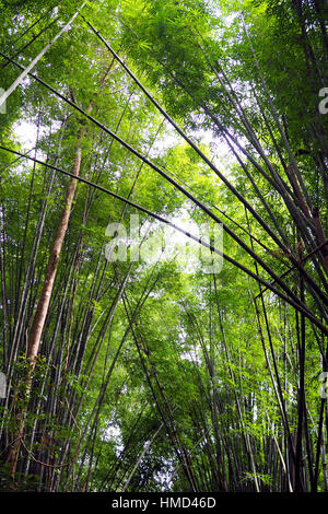 Bambus-Baumkronen Stockfoto