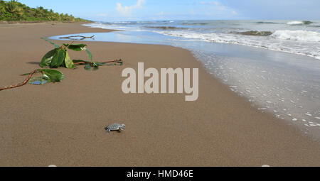 Grüne Schildkröte Jungtier (Chelonia Mydas) läuft bis zum Meer im Nationalpark Tortuguero, Costa Rica. Stockfoto
