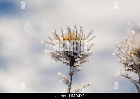 Welke und trockene Distel Blume im Winter Rime. Trockene Blume mit Raureif Stockfoto