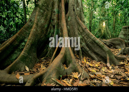 Wurzeln im Regenwald im Corcovado Nationalpark, Osa Halbinsel, Costa Rica zu stützen. Stockfoto