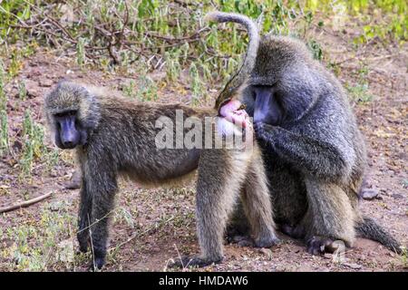 Papio Hamadryas Baboon Monkeys. Primata Baboon Monkey Paarend Rituals Natural Behavior. Serengeti Nationalpark Tierschutzgebiet Safari Tansania Afrika Stockfoto