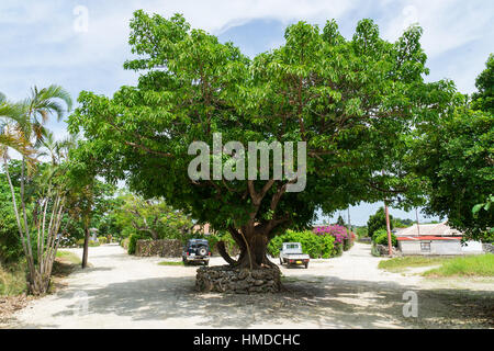 Straßenbild Taketomi Insel in Okinawa, Japan. Stockfoto