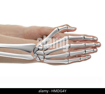 Hand Knochen männlichen Anatomie - Studio mit 3D Abbildung isoliert auf weiss gedreht Stockfoto