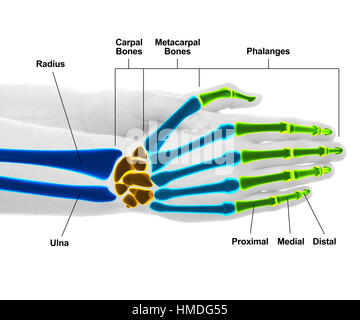 Hand und Handgelenk Knochen - Studio mit 3D Abbildung isoliert auf weiss gedreht Stockfoto