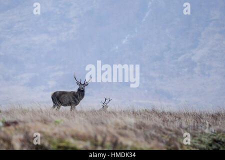 Der Monarch des Glen ein Rotwild Hirsch steht Wache an einem kalten Wintertag in Glen Etive, Schottland. Stockfoto