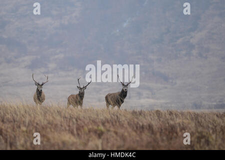 Der Monarch des Glen bewachen drei Rotwild Hirsch steht an einem kalten Wintertag in Glen Etive, Schottland. Stockfoto