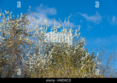 Weißen Blüten eines Baumes Blackthorn vor blauem Himmel im Frühlingssonnenschein. Stockfoto