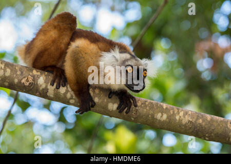 Madagaskar, Nosy werden (Big Island) an der Nordwestküste von Madagaskar Festland. Wilde schwarze Lemur, weiblich (Eulemur Macaco) bereit, vom Baum zu springen Stockfoto