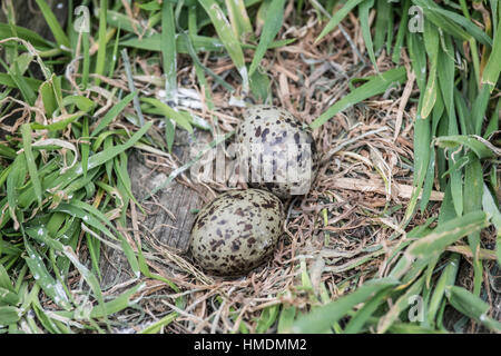 Küstenseeschwalbe Nest mit Eiern, Sterna paradisaea Stockfoto