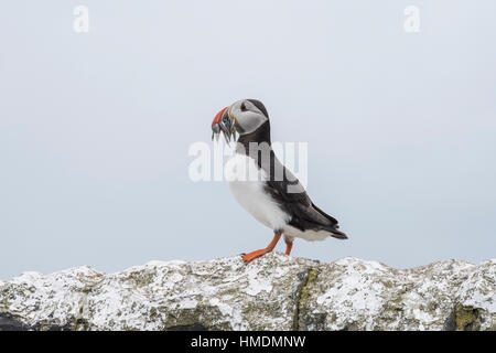 Papageitaucher (Fratercula Arctica) mit Sandaalen, am Leuchtturm Wand Stockfoto