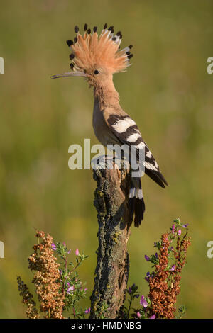 Wiedehopf (Upupa Epops) auf Barsch, Nationalpark Kiskunság, Ungarn Stockfoto