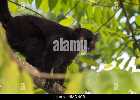 Madagaskar, Nosy werden (Big Island) an der Nordwestküste von Madagaskar Festland. Wilde schwarze Lemur, Männlich (Eulemur Macaco). Stockfoto