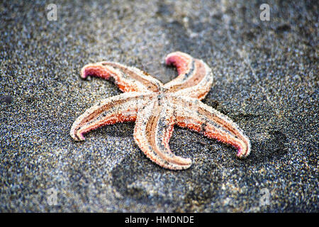 Toten Seestern (Asterias Rubens) am Strand, Ölfus, Island Stockfoto