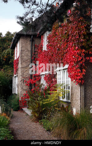 PARTHENOCISSUS TRICUSPIDATA. WILDEM WEIN. BOSTON-EFEU. JAPANISCH-IVY. JAPANISCHE CREEPER. IM HERBST. VEREINIGTES KÖNIGREICH. Stockfoto