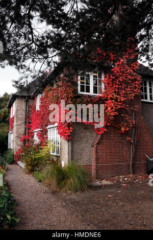 PARTHENOCISSUS TRICUSPIDATA. WILDEM WEIN. BOSTON-EFEU. JAPANISCH-IVY. JAPANISCHE CREEPER. IM HERBST. VEREINIGTES KÖNIGREICH. Stockfoto