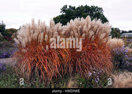 MISCANTHUS SINENSIS MALEPARTUS IM HERBST. Stockfoto