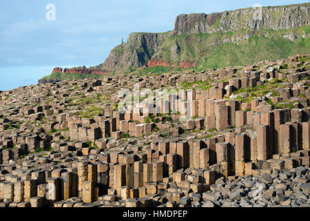 Basalt Säulen, Giants Causeway, County Antrim, Nordirland, Vereinigtes Königreich Stockfoto