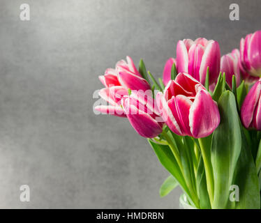 rosa rote Tulpen auf dunklem Hintergrund Stockfoto