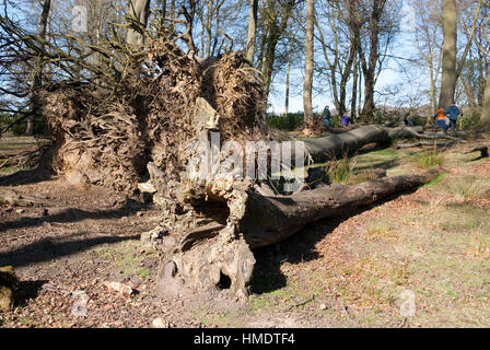 Derbyshire, UK - April 04: Freiliegende Wurzeln einen umgestürzten Baum und eine Familie spielen am 18. April bei Longshaw Estate, Peak District, UK Stockfoto