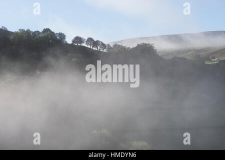 Rowans im Nebel am Cwmystwyth, Ceredigion, Wales Stockfoto