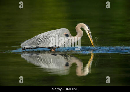 Great Blue Heron Fang von Aal in Lagune-Victoria, British Columbia, Kanada. Stockfoto