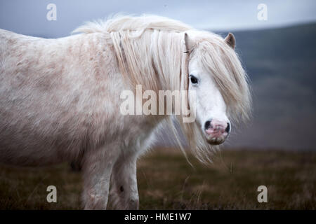 wilden weißen Pferd an einem Berghang Walisisch Stockfoto
