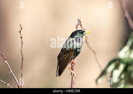 Star (Sturnus Vulgaris) hocken auf einem Zweig Stockfoto