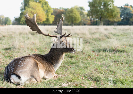 Roter Hirsch Reh im Park sitzen. Stockfoto