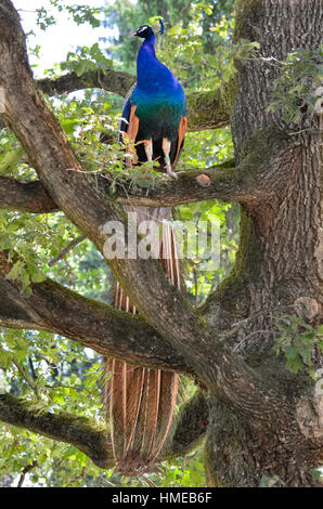 Pfauen oder ein Pfau auf einem Baum sitzend Stockfoto