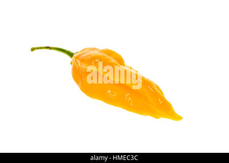 Reife frische Fatalii yellow Chili Paprika mit grünem Stiel isoliert auf weißem Hintergrund Stockfoto