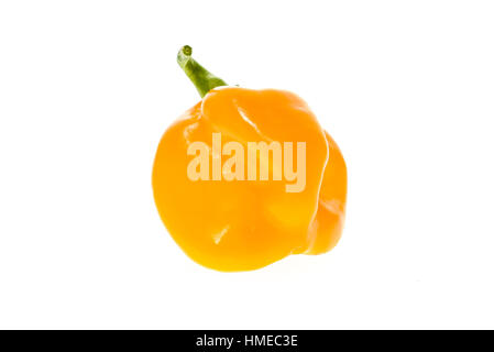 Frisches gelb orange Reife Habanero Chilischote aus der Karibik oder Mexiko. Isoliert auf weiss. Stockfoto