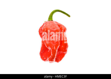 Frische reife Habanero Caribbean Red hot Chili peppers mit grünem Stiel. Isoliert auf weiss. Stockfoto