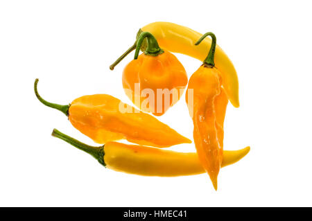 Andere Sorte von gelben Peperoni - eine Reihe von Chilis, isoliert auf weiss. Hot Pepper Sarit Gat, Habanero Orange und Fatalii Yellow Stockfoto