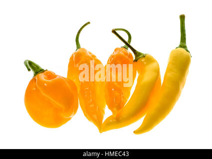 Andere Sorte von gelben Peperoni - eine Reihe von Chilis, isoliert auf weiss. Hot Pepper Sarit Gat, Habanero Orange und Fatalii Yellow Stockfoto