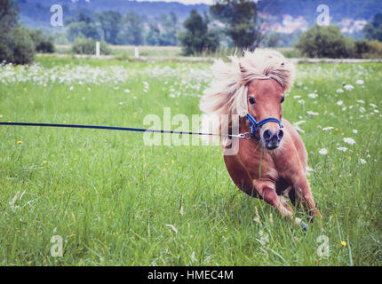 Pony Pferd an der Leine ist auf der Wiese galoppieren. Norwegische Shetlandpony übt auf dem grünen Rasen mit Wald im Hintergrund. Tier in der Natur Stockfoto