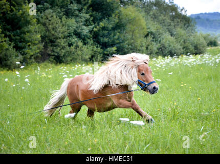 Pony Pferd an der Leine ist auf der Wiese galoppieren. Norwegische Shetlandpony übt auf dem grünen Rasen mit Wald im Hintergrund. Tier in der Natur Stockfoto