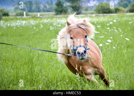 Pony Pferd an der Leine ist auf der Wiese galoppieren. Norwegische Shetlandpony übt auf dem grünen Rasen mit Wald im Hintergrund. Tier in der Natur Stockfoto