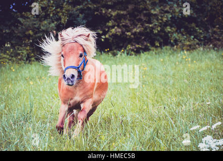 Pony Pferd an der Leine ist auf der Wiese galoppieren. Norwegische Shetlandpony übt auf dem grünen Rasen mit Wald im Hintergrund. Tier in der Natur Stockfoto