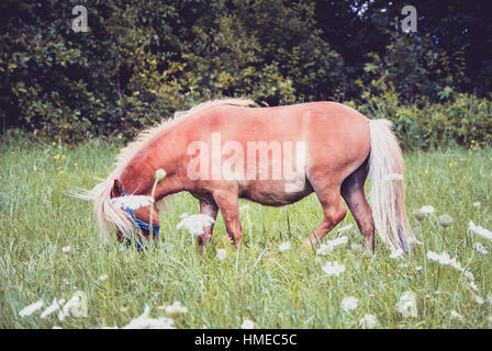 Pony Pferd ist Weide Fütterung auf der Wiese. Norwegische Shetlandpony füttert auf dem grünen Rasen mit Wald im Hintergrund. Tier in der Natur Stockfoto