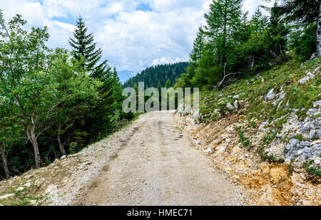 Forrest Pfad oder Mountain Road Trail mit Bäumen im Hintergrund. Schotterweg in den Hügel mit grünen Pinien auf beiden Seiten ist langsam absteigend. Stockfoto