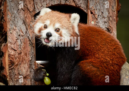 Roter Panda Essen grüne Trauben Stockfoto