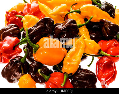 Andere Sorte von Peperoni - eine Reihe von Chilis, isoliert auf weiss. Hot Pepper Sarit Gat, Red Cherry, Cayenne, Serrano, karibischen Habanero Oran Stockfoto