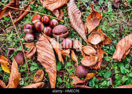 Rosskastanie - Aesculus Hippocastanum auf Waldboden mit Blättern. Jede Menge Kastanien und der Saison farbige Blätter im Park oder im Wald. Stockfoto