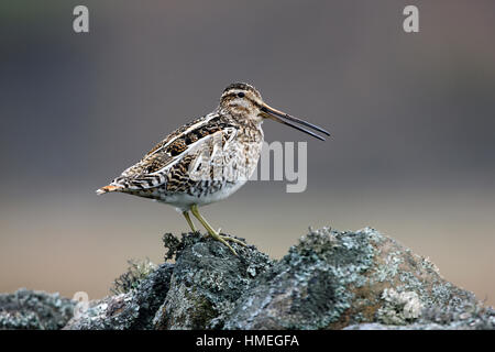 Bekassine, Gallinago Gallinago gehockt eine Trockensteinmauer in Yorkshire Dales Stockfoto