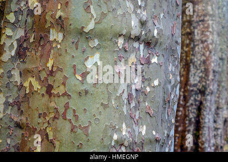 Stamm der Platane mit schuppiger Rinde, Frankreich Stockfoto