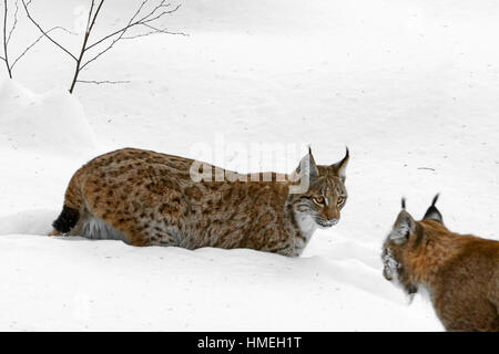 Eurasischer Luchs (Lynx Lynx) männlichen treffen weiblich im Schnee im winter Stockfoto