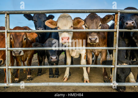 andere Farbe Kühe hinter einem Zaun Stockfoto
